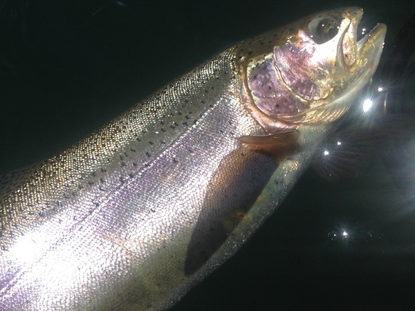 This looks and jumped like a steelhead