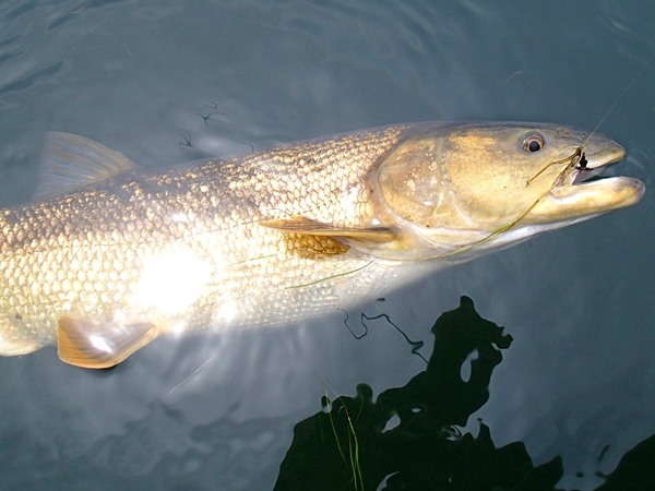 The Golden Dorado of Fall River...mega