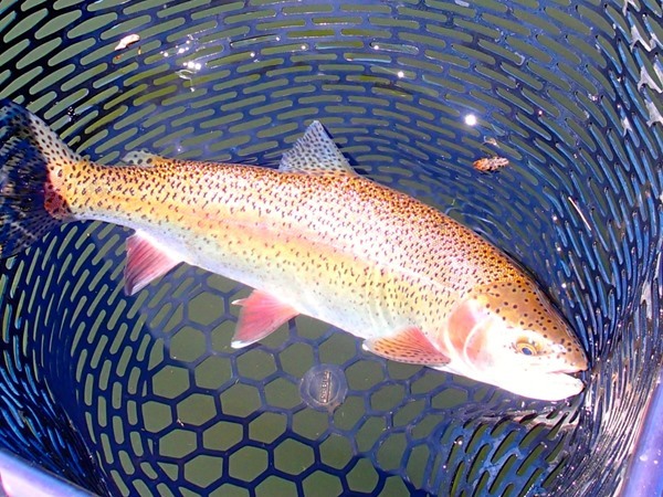 a 24 inch mega fish that ate a hex dry during the day