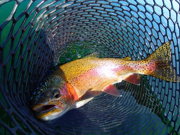 Mega Fall River rainbow
