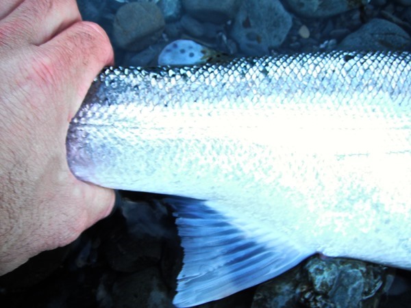 Nothing pulls like a chrome steelhead