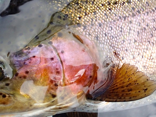 Fall River trout are spectacular