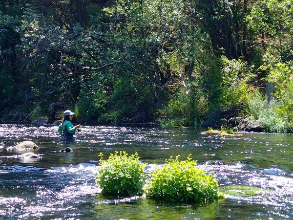 Gloria enjoying a beautiful run on a freestone river