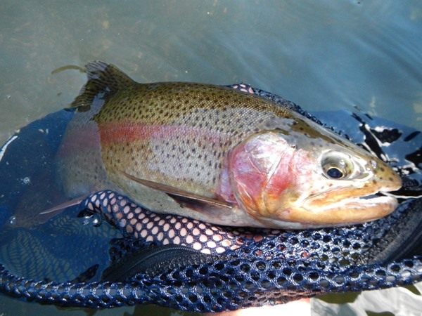 One of many quality rainbows today