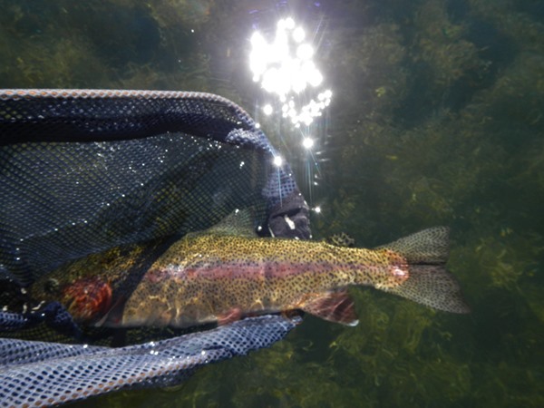 Big Fall River rainbow