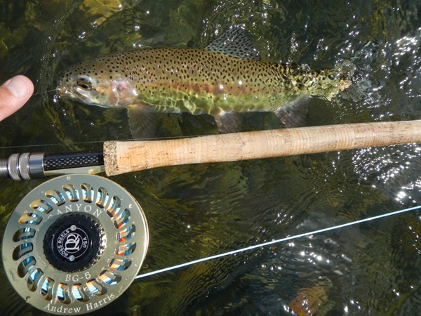 spey rods make fish look small