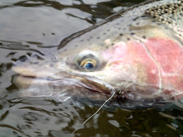 Giant BC steelhead eat dry flies pretty good