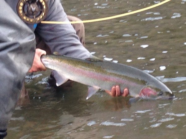 A superb, wild steelhead from the Ronde