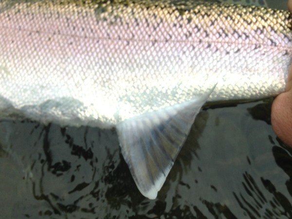 Fishing Report Image