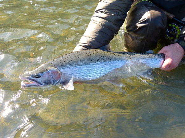 a classic coastal steelhead