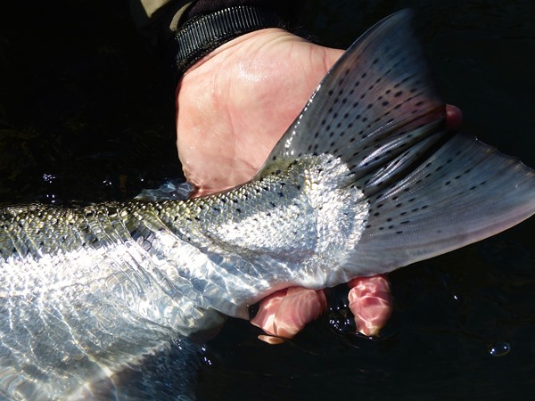 this fish was in the ocean that morning