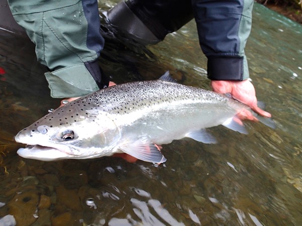 perfect specimen from a small coastal river