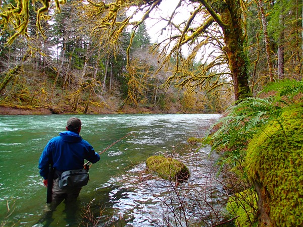 The upper reaches of a coastal steelhead river