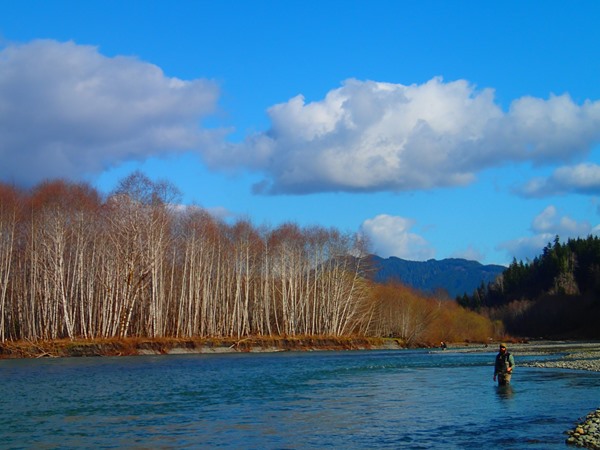 The Hoh, one of the best speycasting rivers in the world