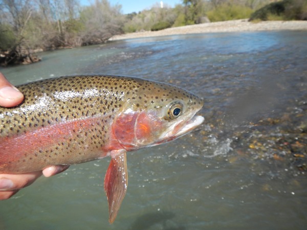 Fishing Report Image