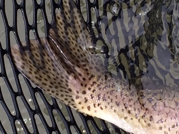 Fishing Report Image