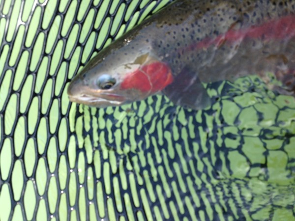 Fishing Report Image