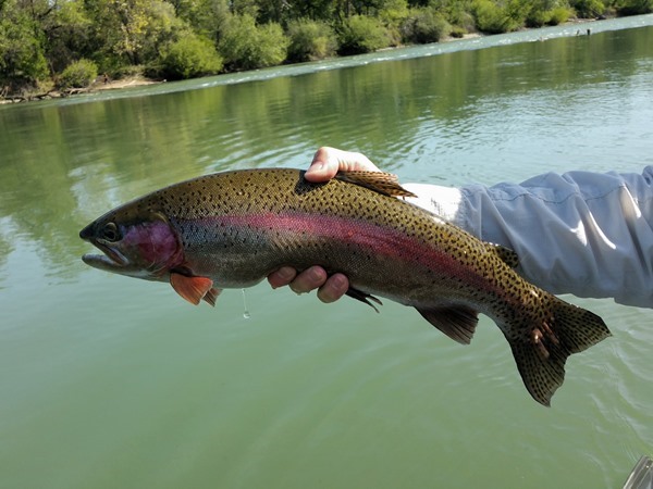 Fishing Report Image