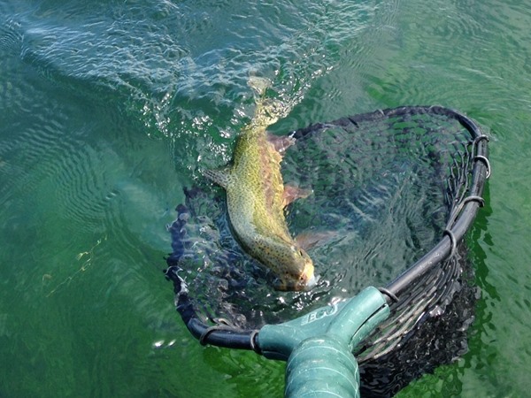 Fishing Report Image