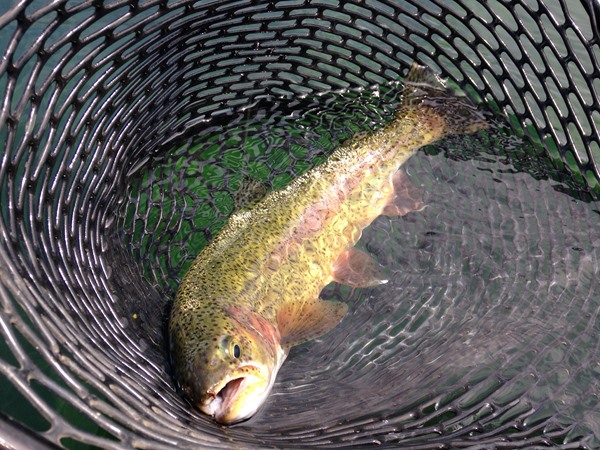 Fishing Report Image