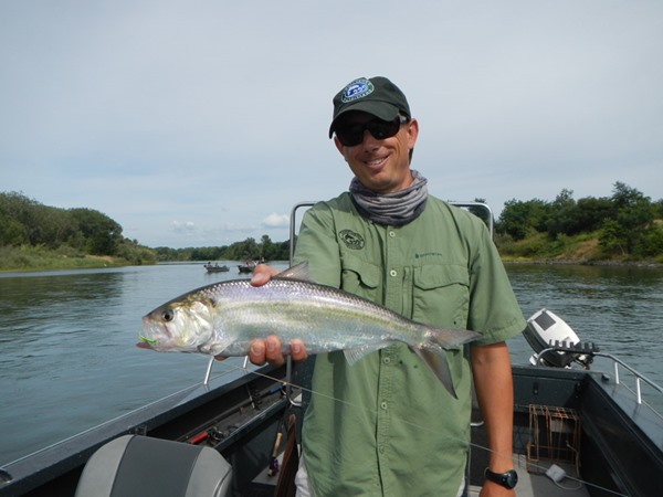 lots of shad like this tonight