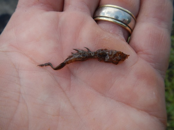 That's a hex shuck - and not from Fall River