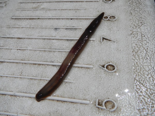 One of our fish coughed up this huge leech!  That is three inches of dinner for a trout.