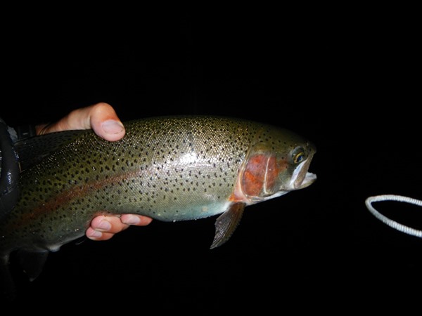 20 hex fish from 30 minutes ago
