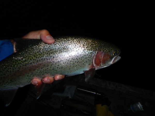 Typical size fish during the hex hatch the last two nights