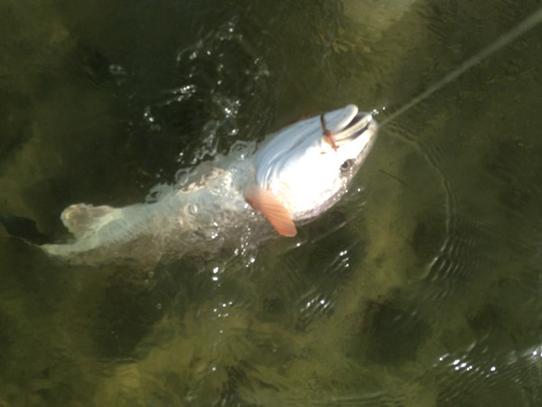 bigger redfish