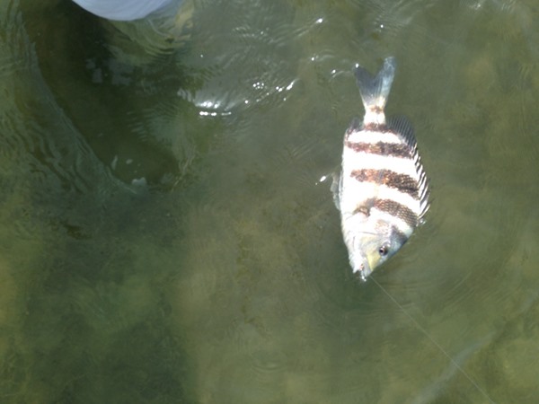 sheepshead