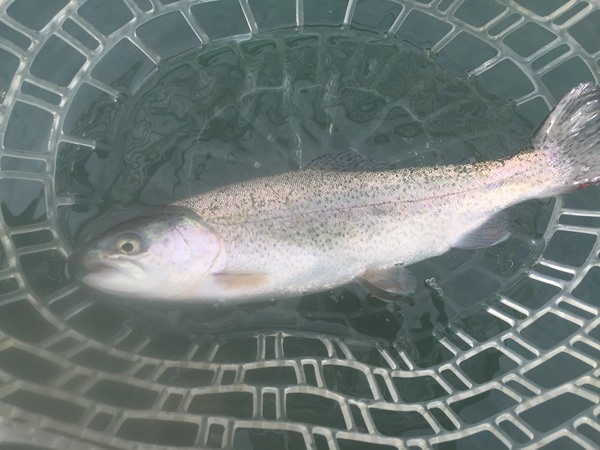 Lots of these on the Payette & the Boise!