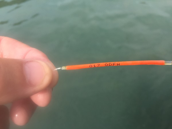 Nabbed a tagged one on the Owyhee...of course not worth $.