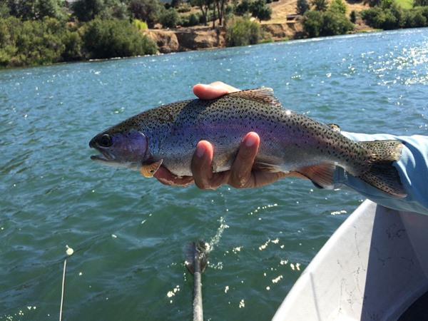 Our typical fish today