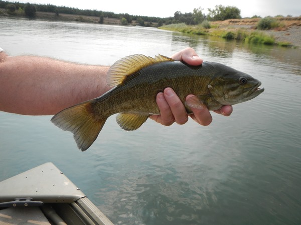 Sacramento smallmouth