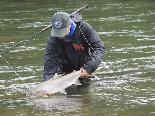 BC steelhead are epic