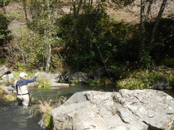 tenkara works great on the McCloud