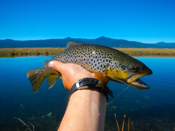 Wood River brown trout