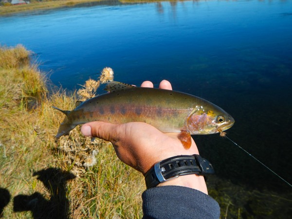 Wood River rainbow