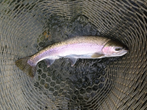 Fishing Report Image