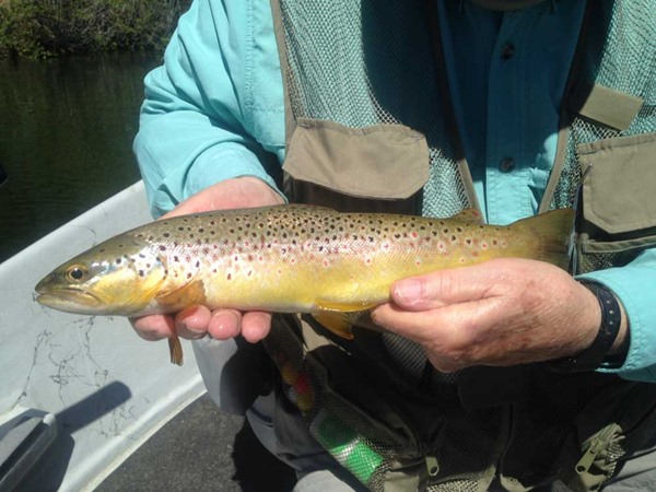 Close up of a Manzanita Lake Brown trout