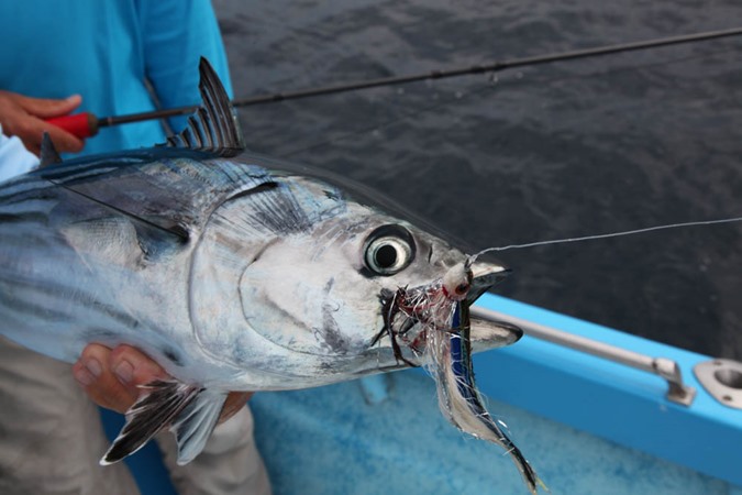 Skipjack close-up