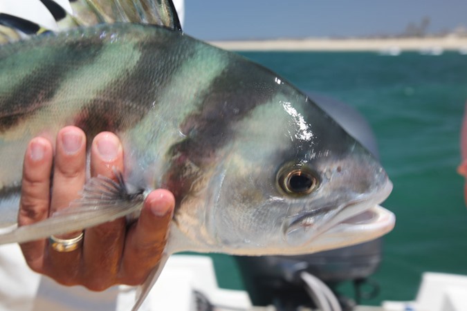 Close-up of a roosterfish - they're pretty cool!