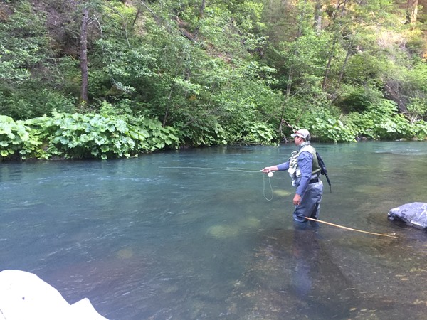 Jeff on a beautiful stretch of the Lower McCloud.  Fish rising just along the Elephant Ears!