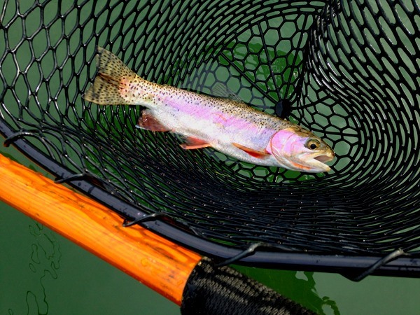 One of many PERFECT wild sac River Rainbow's