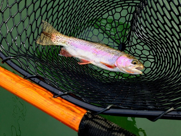 One of many PERFECT wild sac River Rainbow's