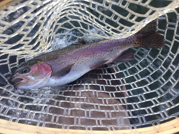 The beautiful fall colors of the rainbow trout