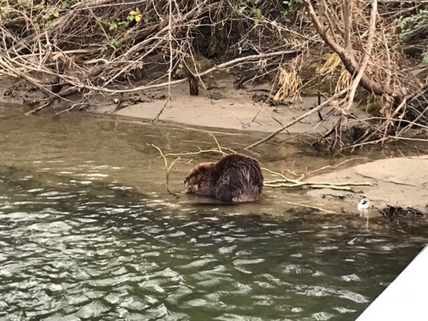 Beaver sighting!