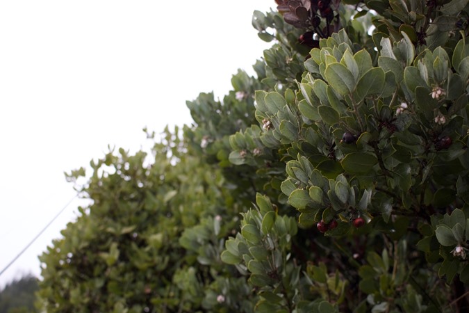 Manzanita blossoms. The first signs of Spring.