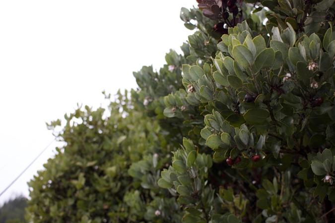 Manzanita blossoms. The first signs of Spring. 